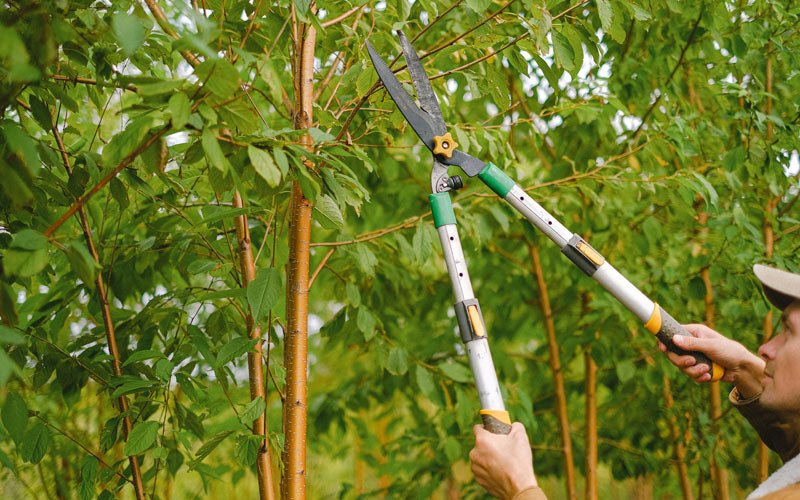 Tree trimming in Cushing, WI