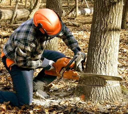 Tree Removal in Cushing, WI